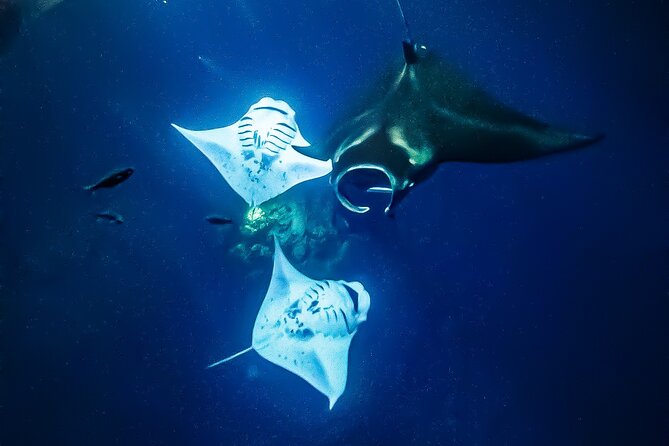 Swim With Manta Rays in Kailua-Kona! Hot Cocoa Included - Hot Cocoa and Snacks After the Swim
