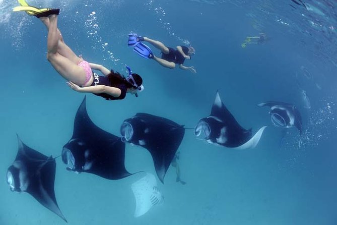 Swim With Manta Rays in Nusa Penida - ALL Inclusive - Experience Manta Rays in Nusa Penida