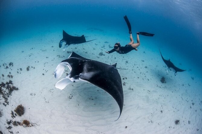 Swim With Manta Rays : Snorkeling Day Trip From Bali (B) - Inclusions