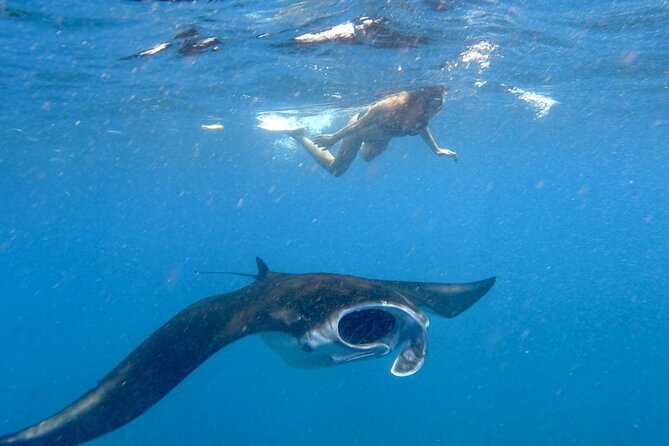 Swim With Manta Rays: Snorkeling Day Trip From Bali - Highlights of the Snorkeling Trip