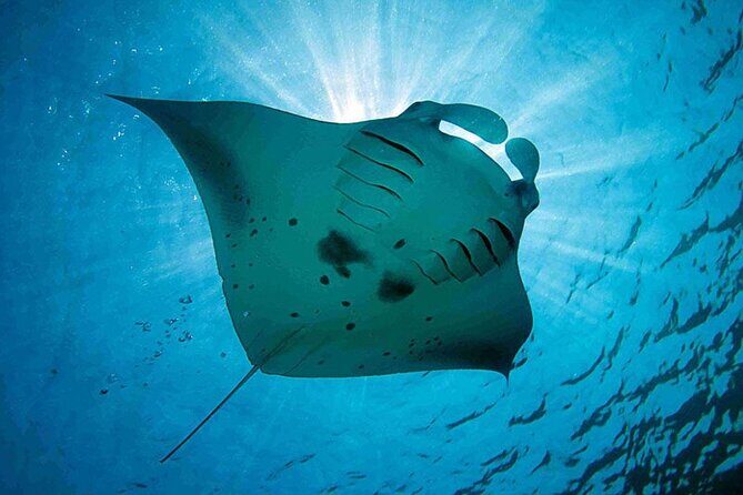 Swim With Manta Rays Snorkeling Nusa Penida - Good To Know