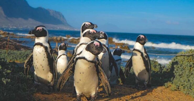 Swim With Penguins at Boulders Beach Penguin Colony - Activity Overview