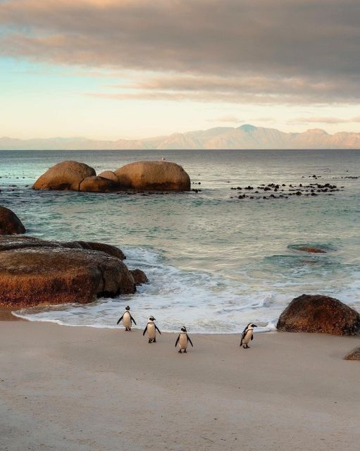 Swim With Penguins at Boulders Beach Penguin Colony - Activity Details