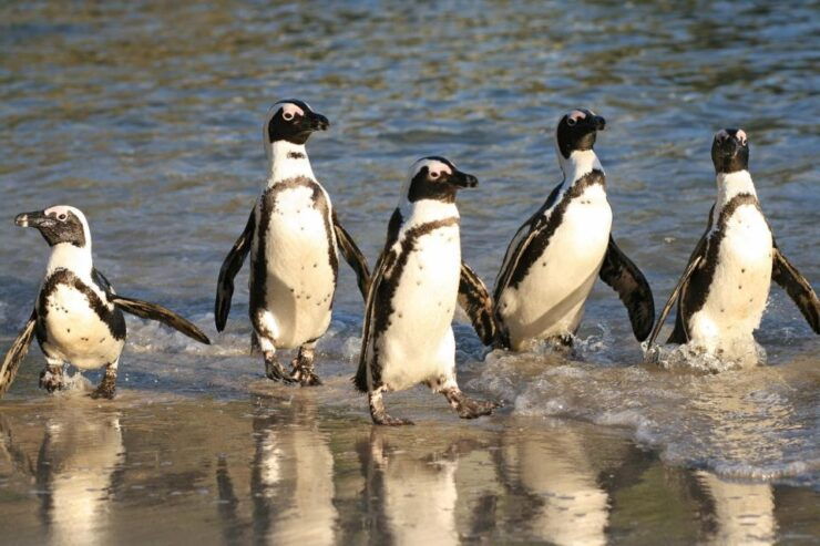Swim With Penguins at Boulders Beach Penguin Colony - Tour Details