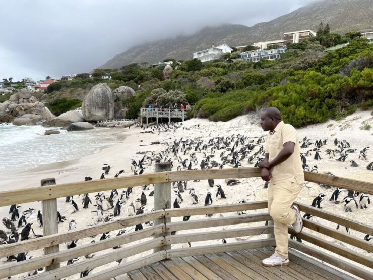 Swim With Penguins at Boulders Beach Penguin Colony - Experience Highlights