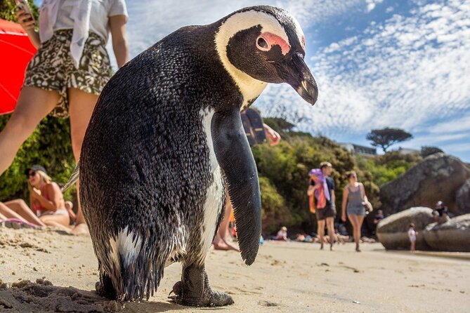 Swim With Penguins at Boulders Beach Penguin Colony - Admission Fees and Booking
