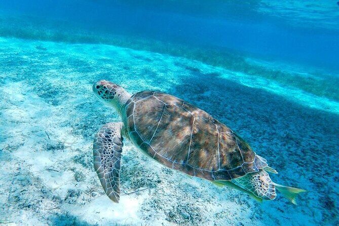 Swim with Pigs and Beach Snorkeling Adventure Rose Island Bahamas - Who Should Consider This Tour?