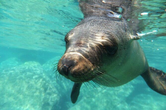 Swim with Sea Lions in La Paz - Good To Know