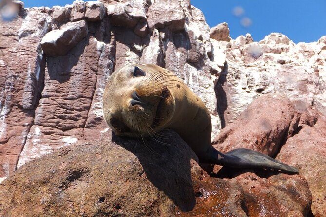 Swim with Sea Lions in La Paz - Is It Worth the Price?