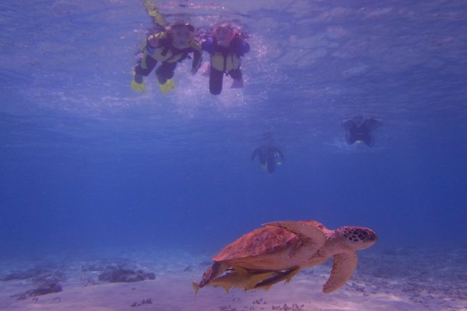 Swim With Sea Turtles at Kerama Islands - Reviews