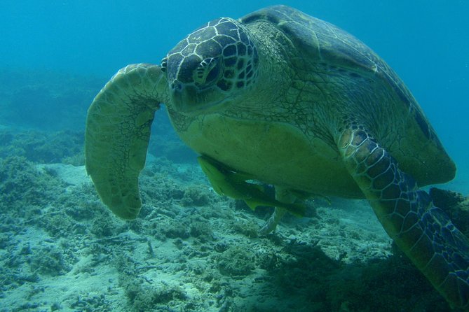 Swim With Sea Turtles at Kerama Islands - Pricing and Booking