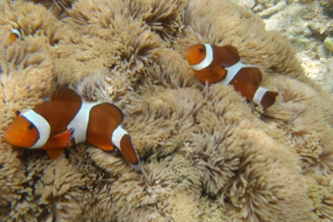 Swim With Sea Turtles at Kerama Islands - Directions