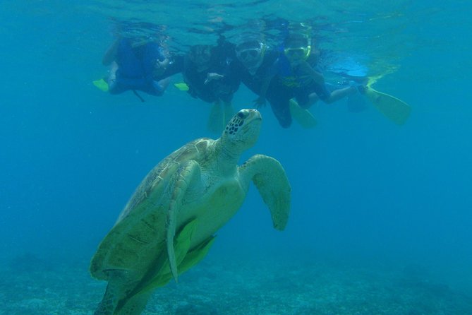 Swim With Sea Turtles at Kerama Islands - Common Questions