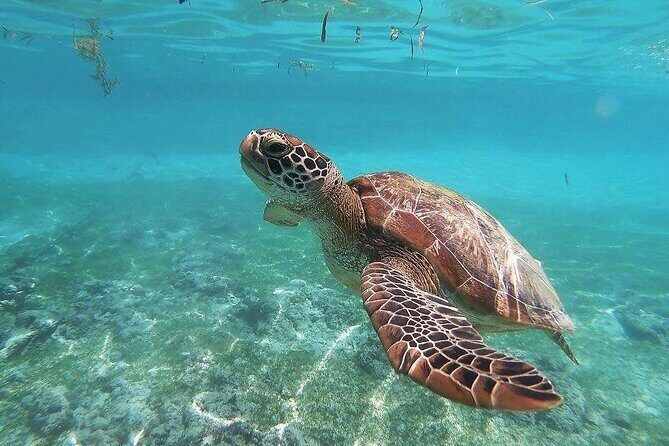 Swim with Sea Turtles in Akumal Plus Visit and Swim in a Cenote - Good To Know