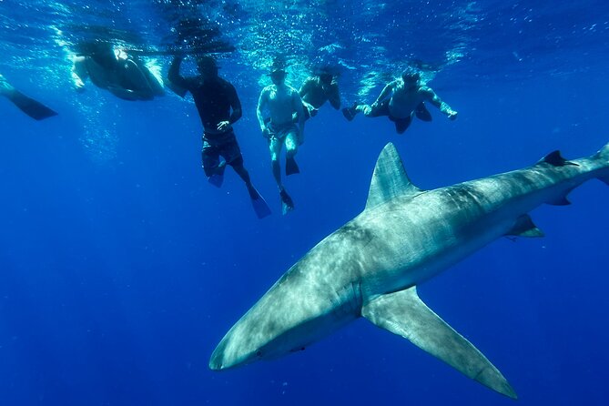 Swim With Sharks (Cage-Free) From Haleiwa, Oahu - Small, Intimate Adventure