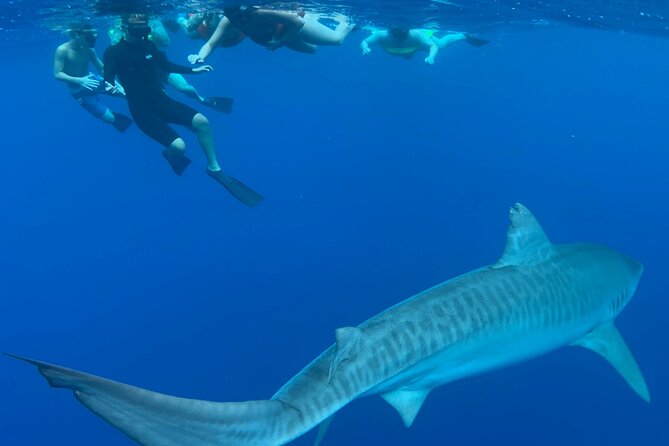 Swim With Sharks (Cage-Free) From Haleiwa, Oahu - Cancellation Policy