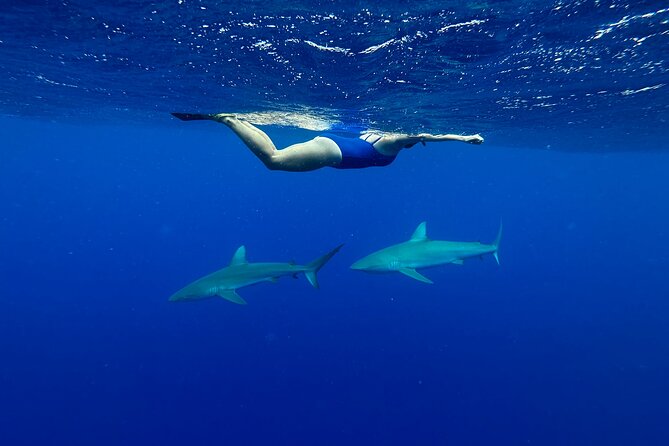 Swim With Sharks (Cage-Free) From Haleiwa, Oahu - Directions