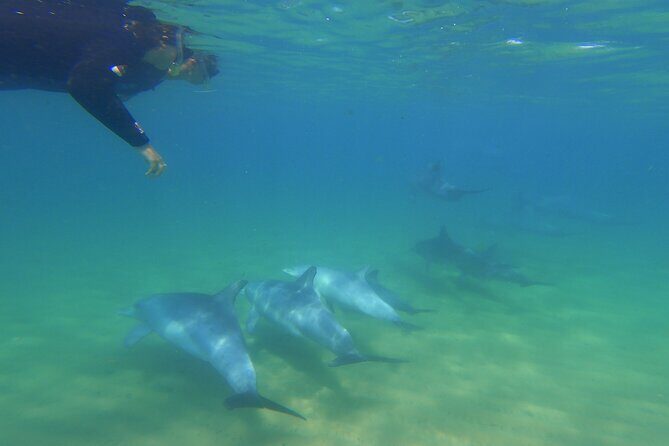 Swim With The Dolphins Experience in Bunbury Australia - Introduction: An Authentic, Eco-Friendly Dolphin Encounter