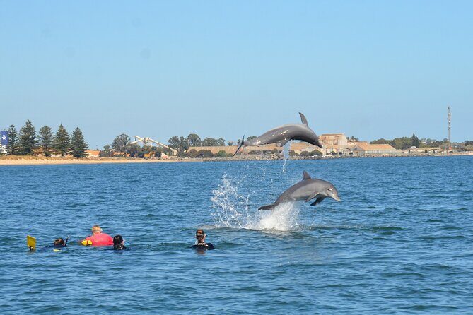 Swim With The Dolphins Experience in Bunbury Australia - Who Will Love This Tour?