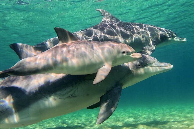 Swim With The Dolphins Experience in Bunbury Australia - The Sum Up: Authentic Marine Adventure with a Purpose