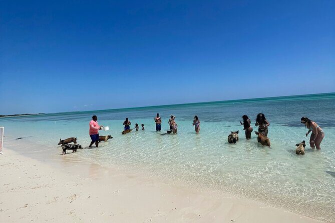 Swim with the Pigs Freeport @Creative Eco Adventures - Group Size, Accessibility, and Convenience