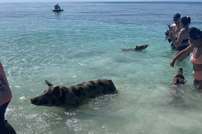 Swim with the Pigs Freeport @Creative Eco Adventures - The Sum Up
