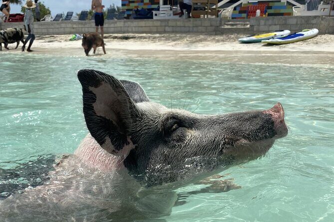 Swim with the Pigs Safari in Bahamas (2hrs) - Introduction: A Quick Dive into the Bahamas’ Best in Just 2 Hours