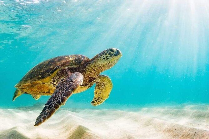 Swim with the Pigs Safari in Bahamas (2hrs) - Good To Know