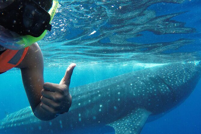 Swim with the Whale Shark on Holbox Island - Good To Know