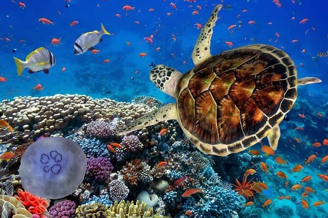 Swim With Turtles ATV Ziplines Cenote Lunch - Activities
