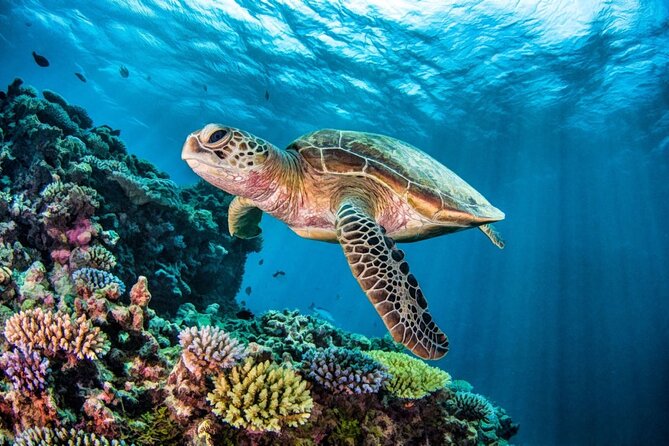 Swim With Turtles ATV Ziplines Cenote Lunch - Itinerary
