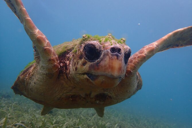 Swim With Turtles - Additional Info