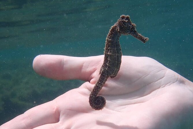 Swim With Turtles - Cancellation Policy