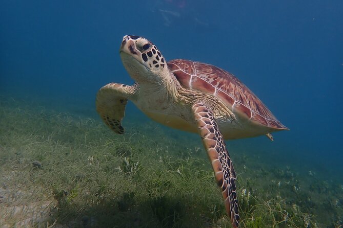 Swim With Turtles - Traveler Photos