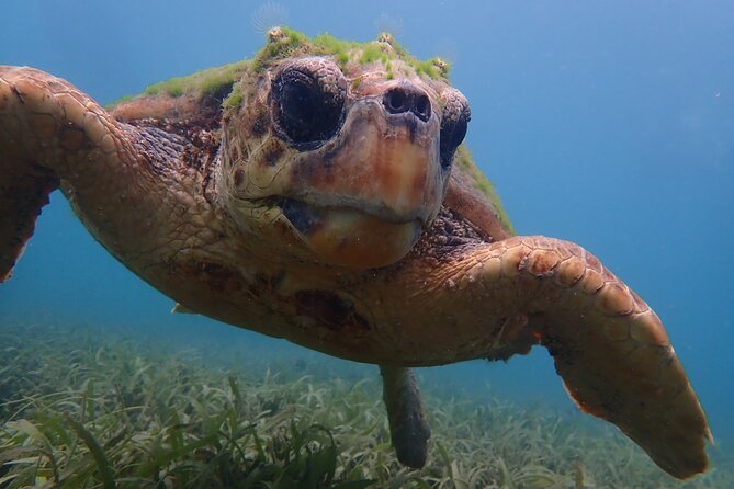 Swim With Turtles - Questions