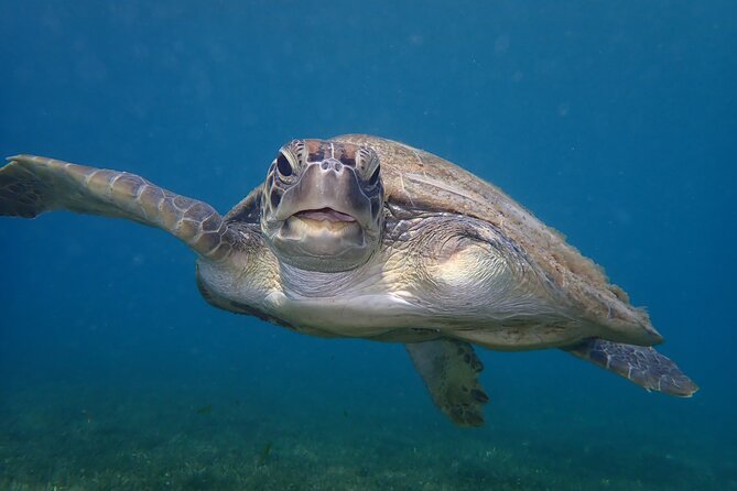 Swim With Turtles - From £55.33