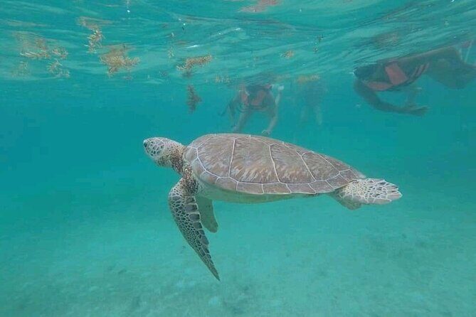 Swim with turtles + snorkelling + archaeological zone of Tulúm + cenote - Good To Know