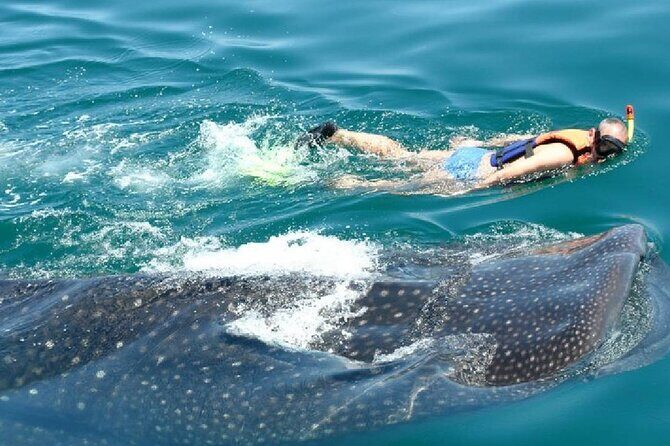 Swim with Whale Shark from Cancun - Group Size and Booking Experience