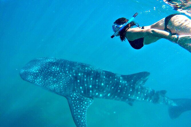 Swim with Whale Shark from Cancun - The Real Deal: What Reviews Tell Us