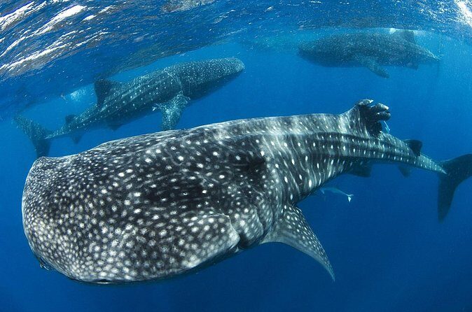 Swim with Whale Shark from Cancun - The Sum Up: The Value of a Whale Shark Adventure