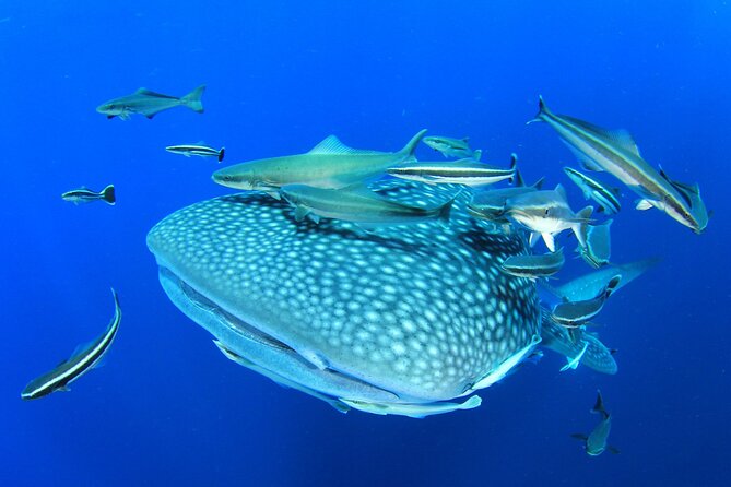 Swim With Whale Shark From Isla Mujeres and Cancun - Best Time to Swim With Whale Sharks