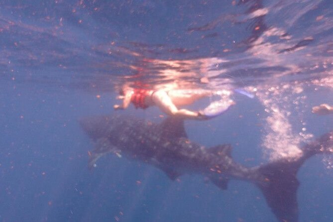Swim With Whale Shark From Isla Mujeres and Cancun - How to Book Your Whale Shark Tour