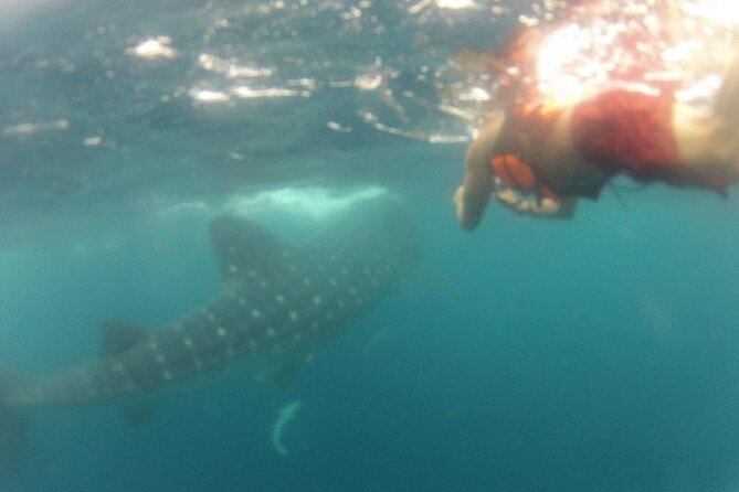 Swim With Whale Shark From Isla Mujeres and Cancun - Getting to Isla Mujeres and Cancun