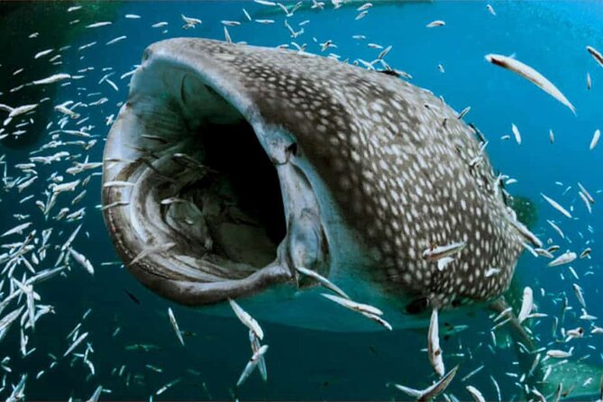 Swim With Whale Shark From Isla Mujeres and Cancun - Tips for Swimming With Whale Sharks