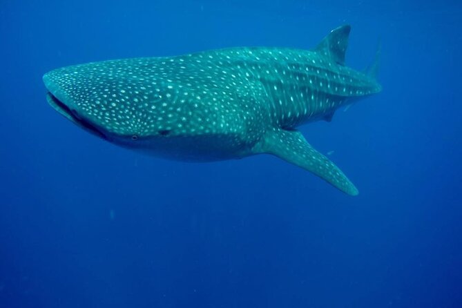 Swim With Whale Shark From Isla Mujeres and Cancun - Safety Guidelines for Whale Shark Encounters