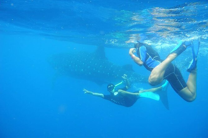 Swim With Whale Shark From Isla Mujeres and Cancun - Other Activities to Experience in Isla Mujeres and Cancun