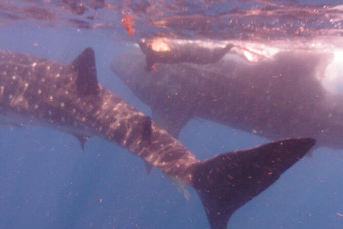 Swim With Whale Shark From Isla Mujeres and Cancun - Common Questions