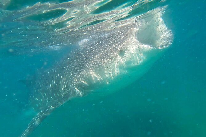 Swim with Whale Sharks #1 MUST DO IN LA PAZ - Good To Know
