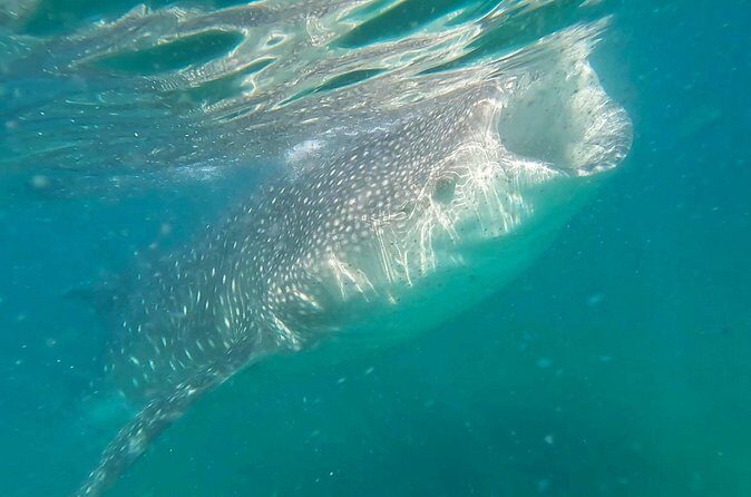 Swim with Whale Sharks #1 MUST DO IN LA PAZ - FAQs