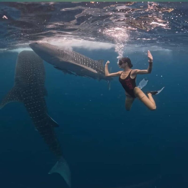 Swim with Whale Sharks 2D1N LombokSumbawa Sharing - Swim with Whale Sharks 2D1N LombokSumbawa Sharing: An In-Depth Review